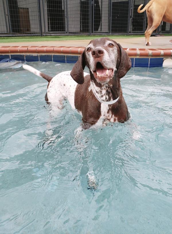 /images/uploads/southeast german shorthaired pointer rescue/segspcalendarcontest2021/entries/21724thumb.jpg